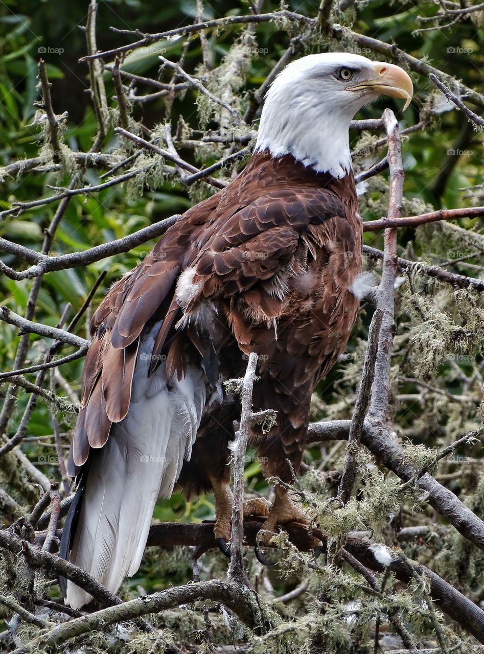 Bald Eagle. American Bald Eagle In The Wild
