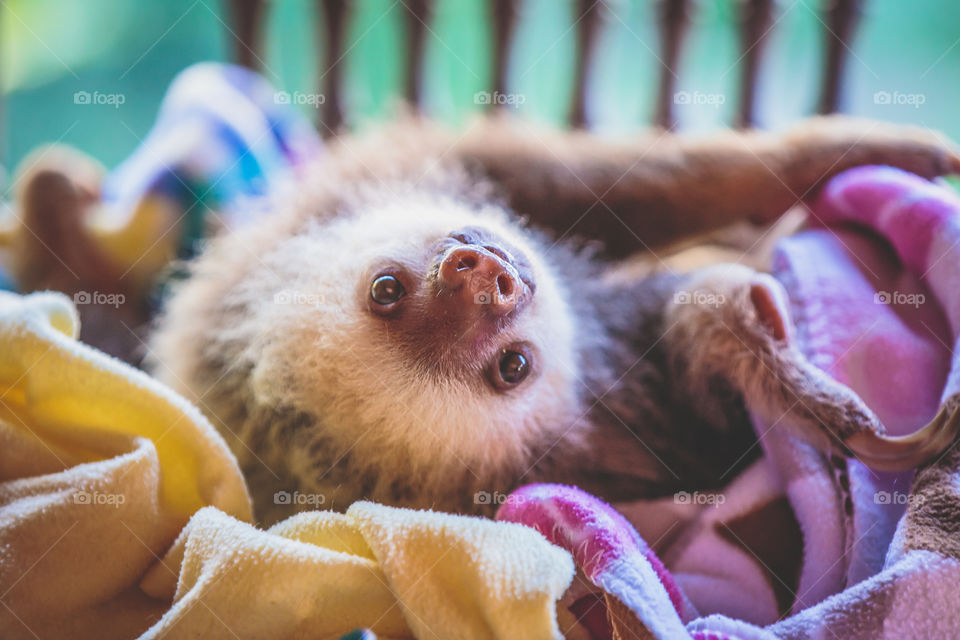 Close-up of baby sloth