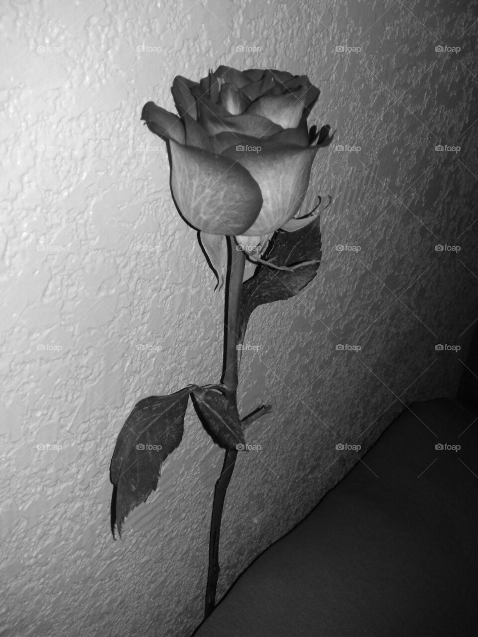 grey rose