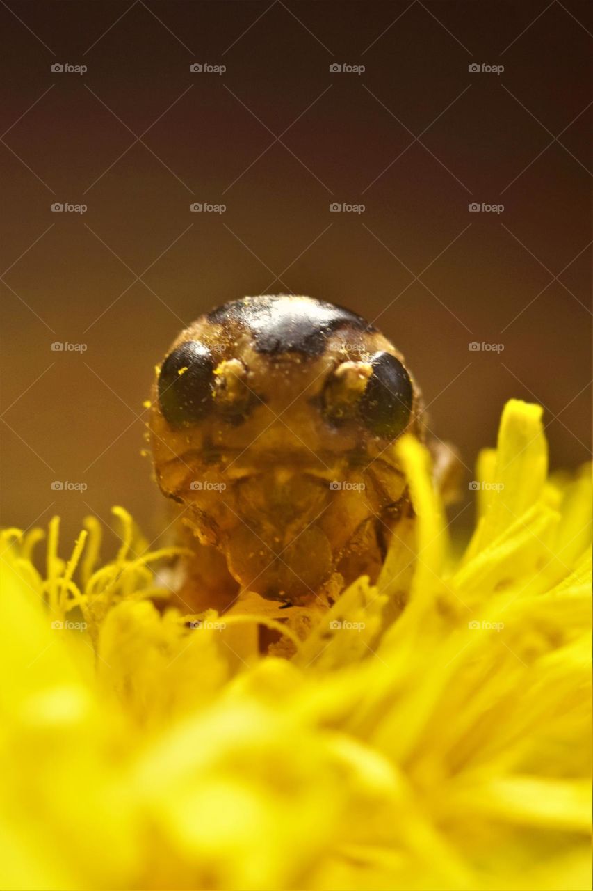 close up macro picture from a cricket on a bright yellow dandilion