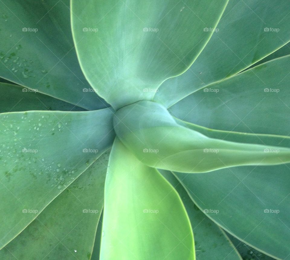 agave