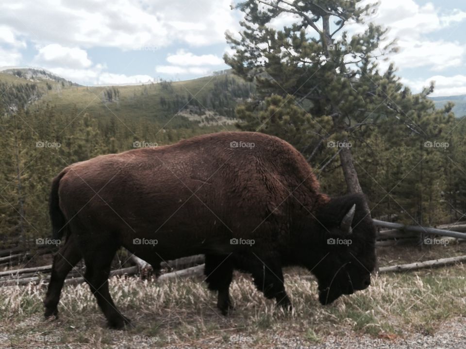 Bison. Buffalo
