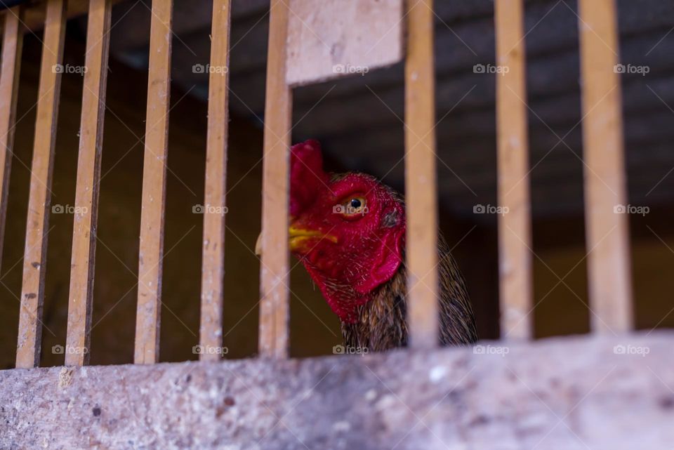 fighter type rooster