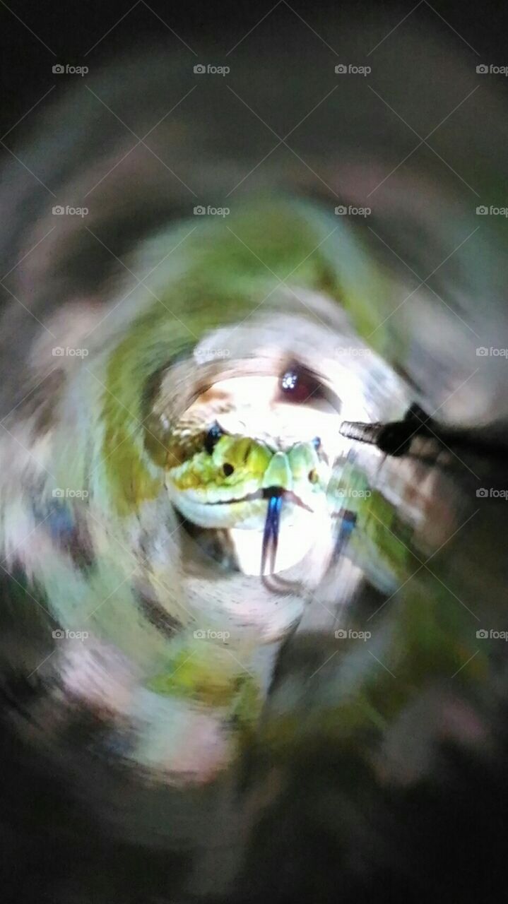 A  Snake  entering  in  a  damage  hose