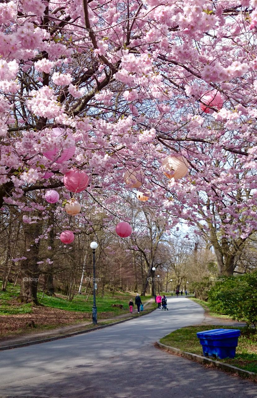 Cherry blossom. Cherry blossom