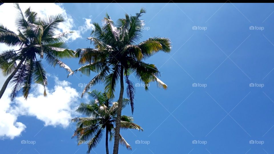 I love coconut tree