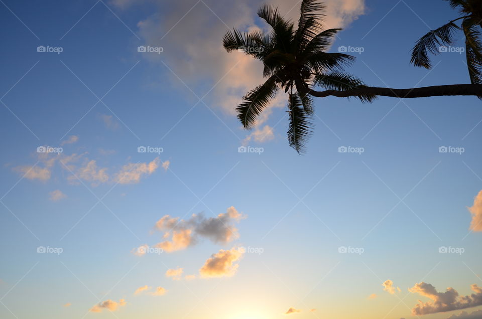 Zanzibar at dawn and the palm tree