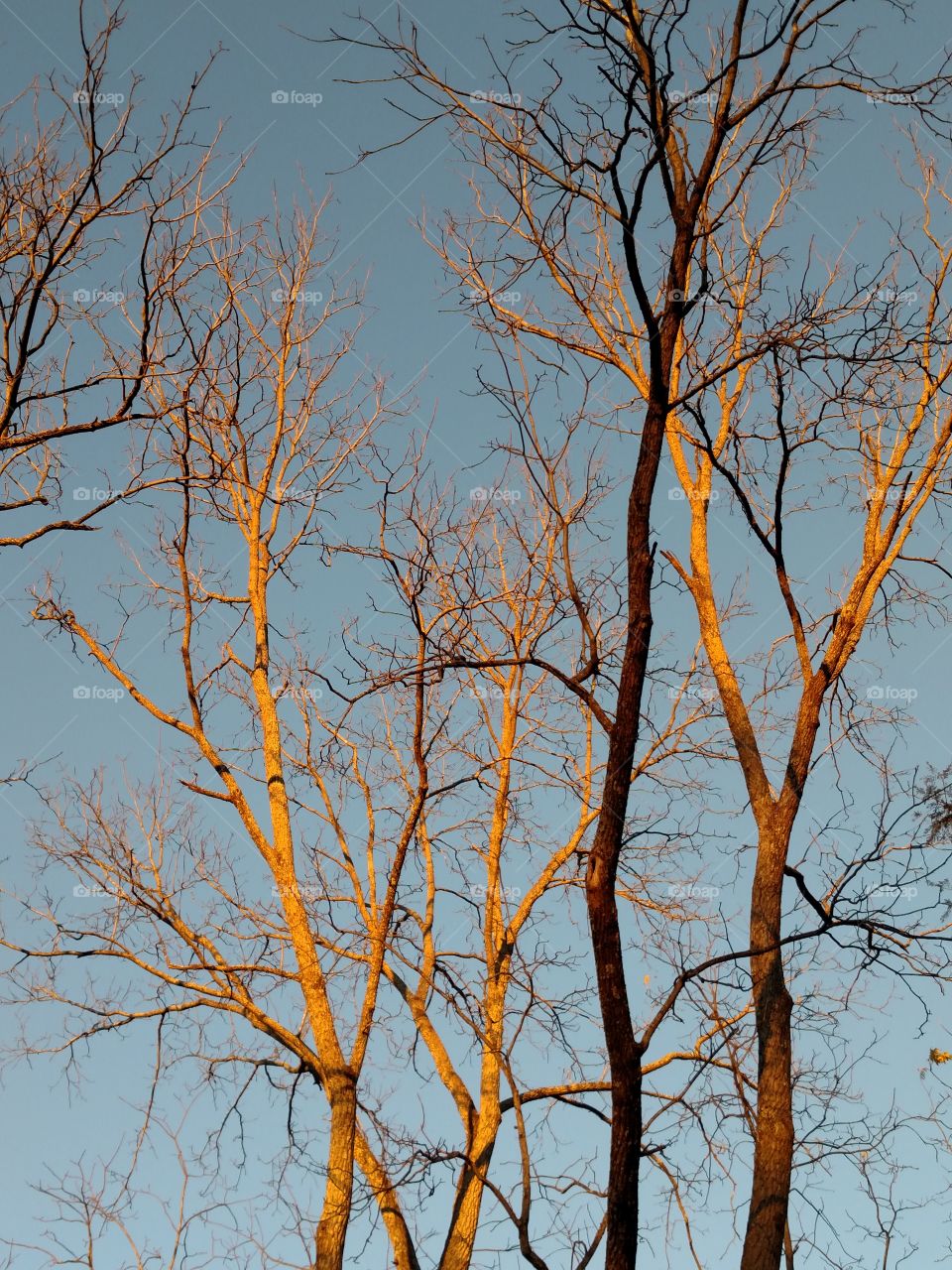 Beautiful fall afternoon with the sun hitting on the trees