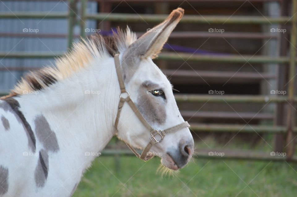 White and tan donkey........named Cricket. 