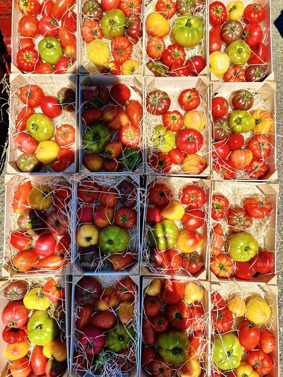 Tomato shadow