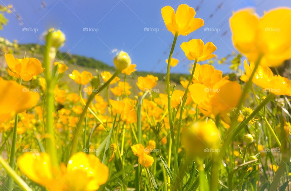 Buttercup Field 