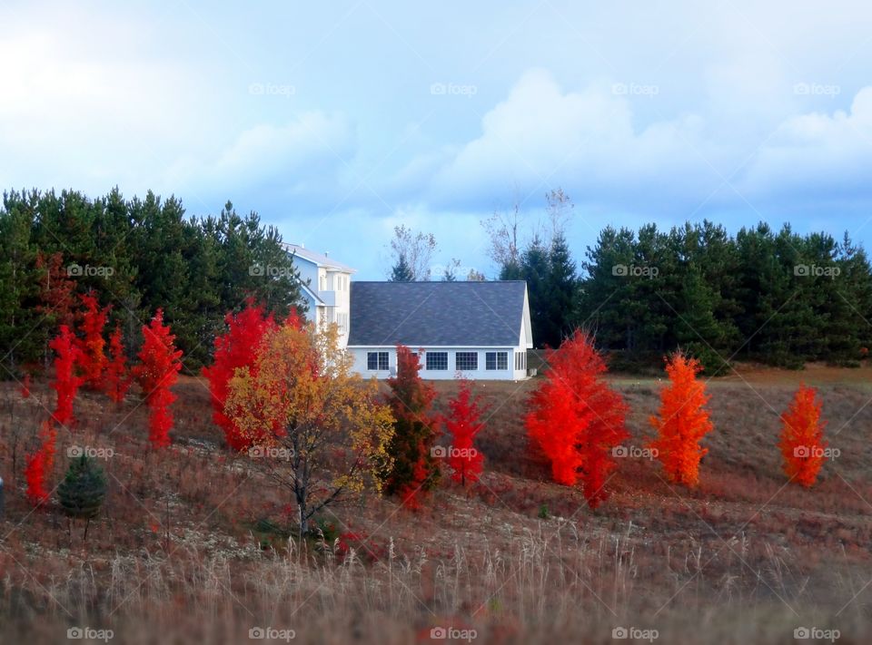 Pure Michigan, one little white house with various bright colors of red in front of it.