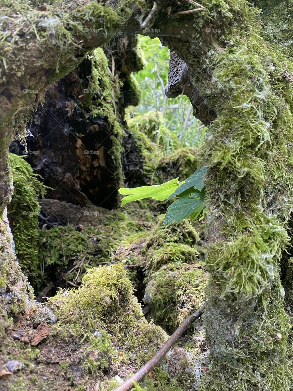 Hollow tree with lichen where the fairies live