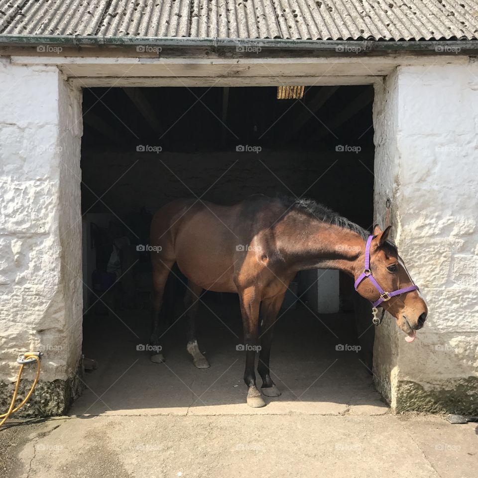 Horse at stable door