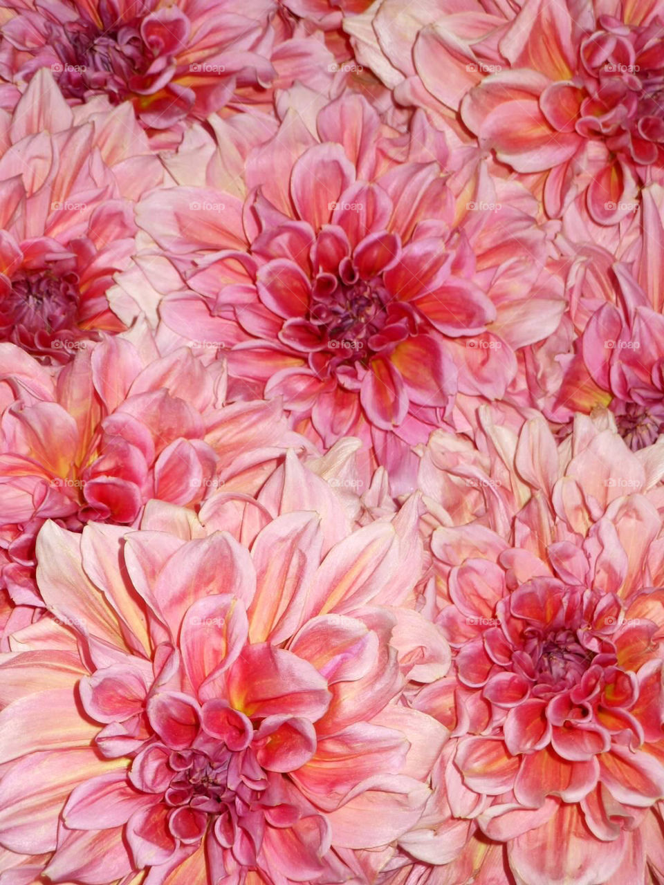 Dahlias. Dinnerplate dahlias