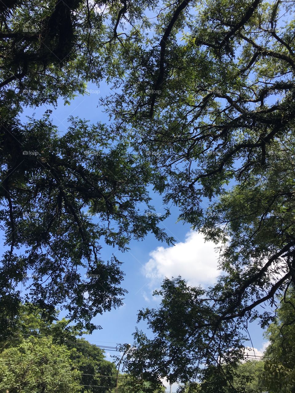 Blue sky and green leaves
