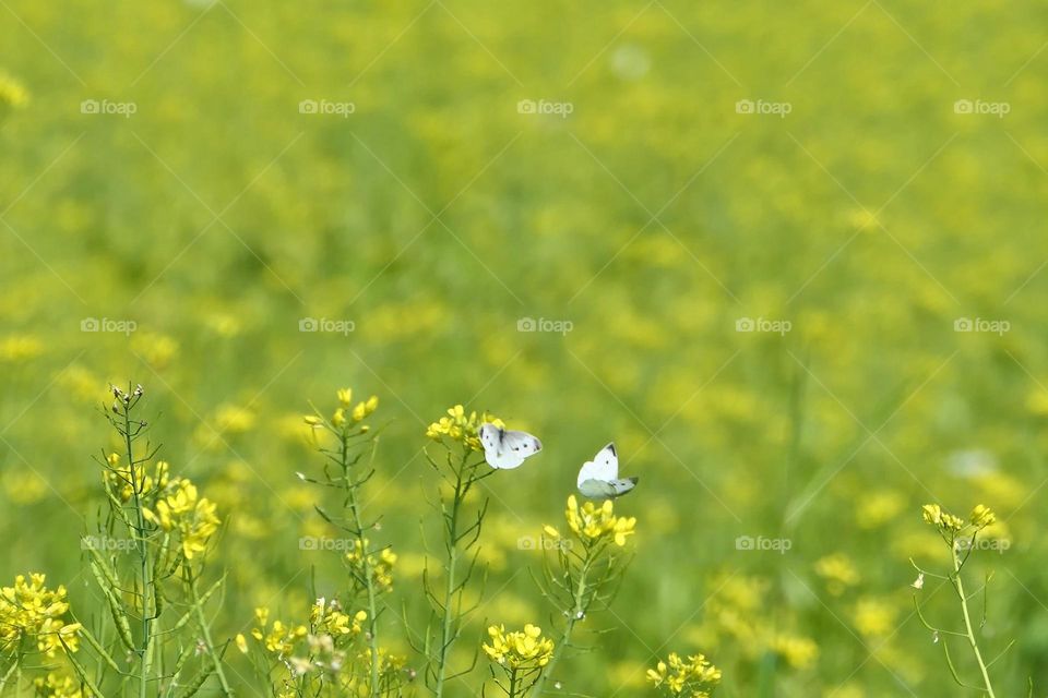 Beautiful and cute butterfly