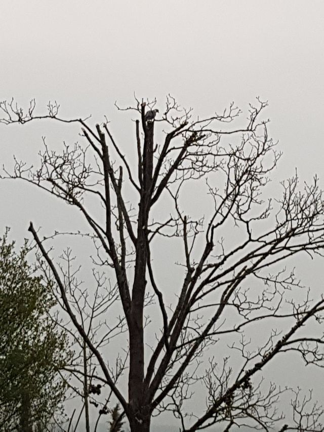 a tree with a bird
