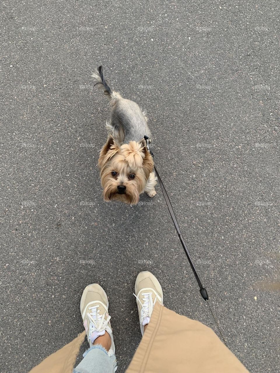 Yorkshire terrier 