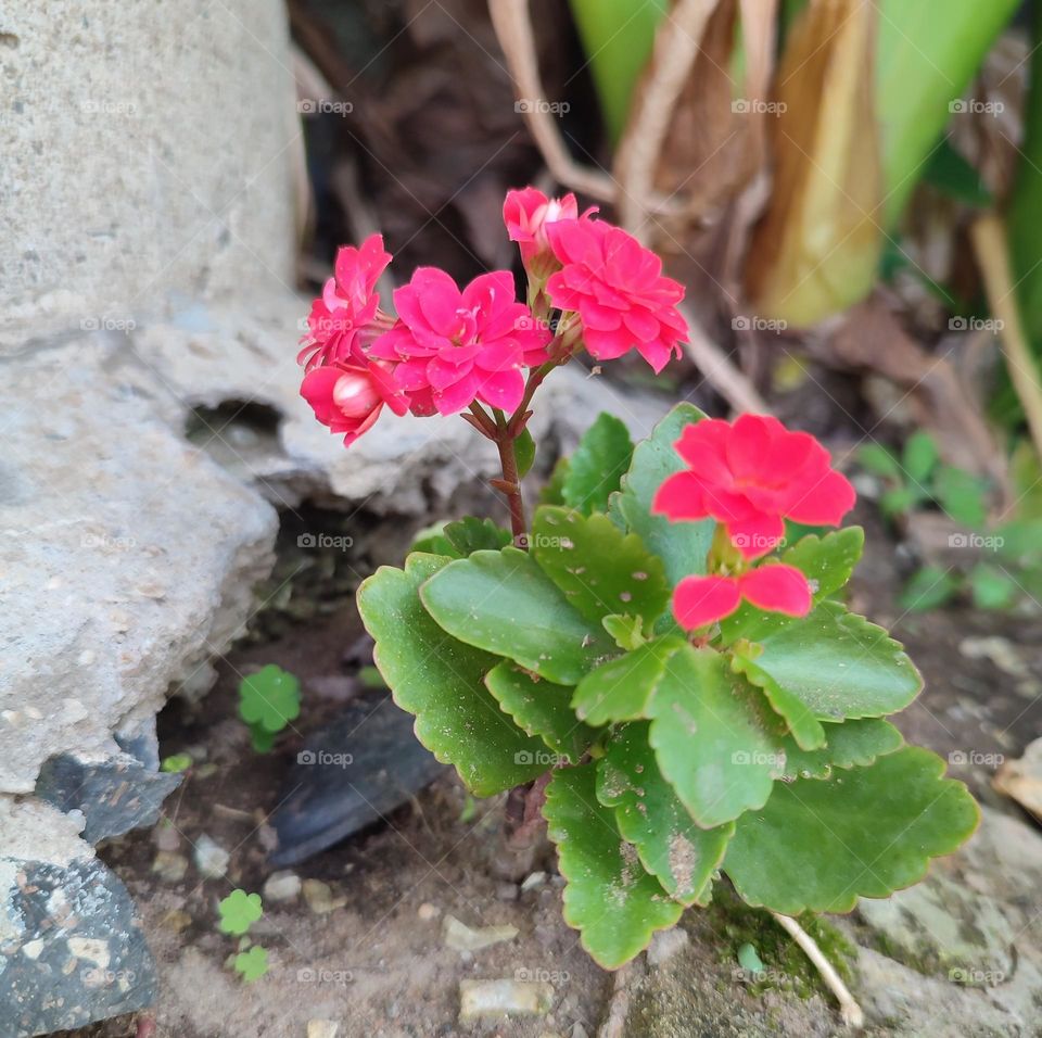 Florist Kalanchoe, plant