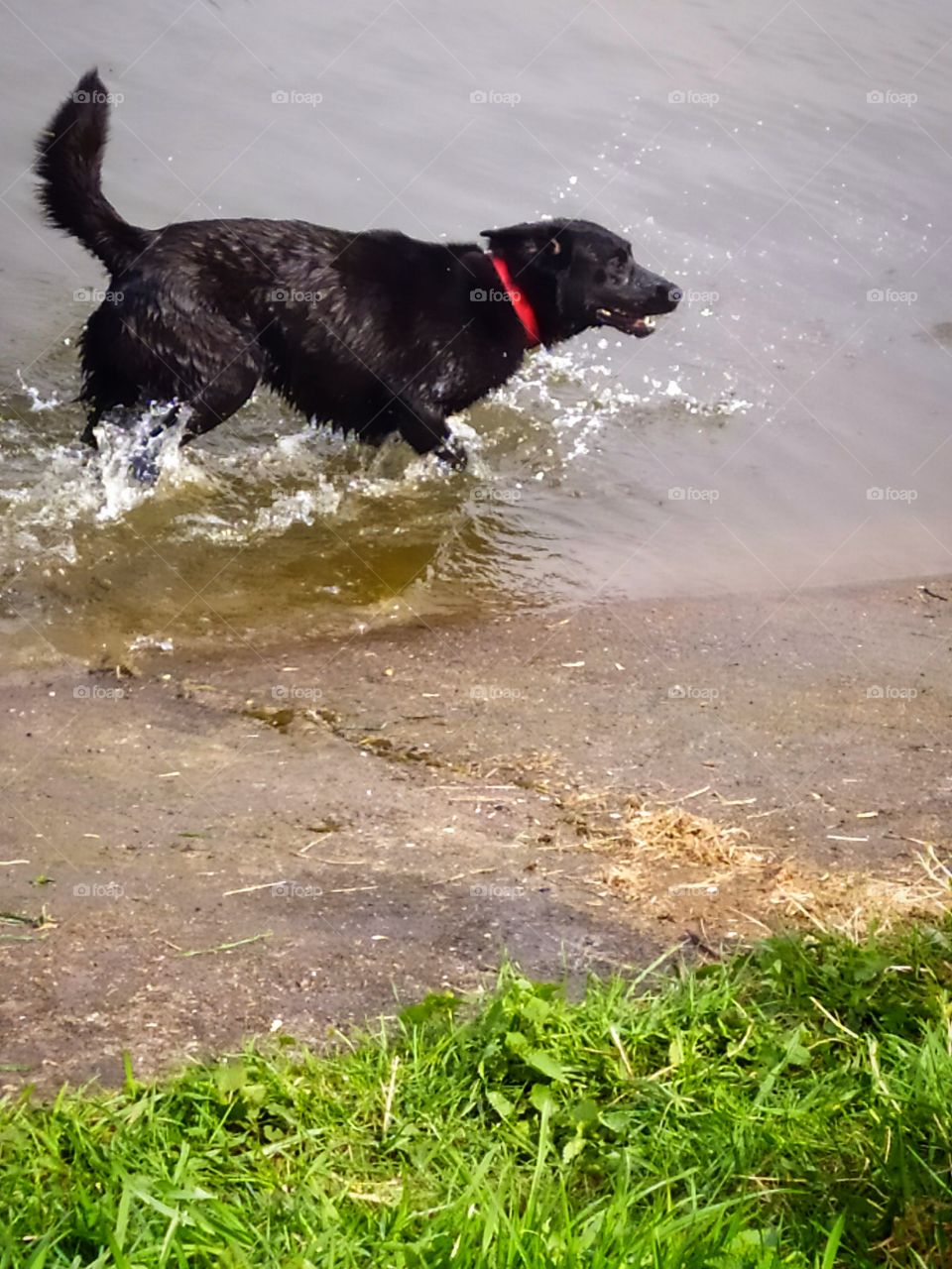 A black dog runs along the water near the shore, splashing spray.  The dog escapes the summer heat in the water