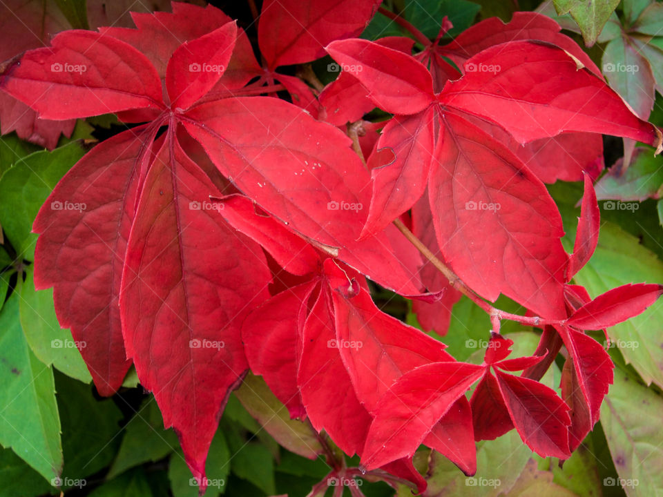 Red leaves. 