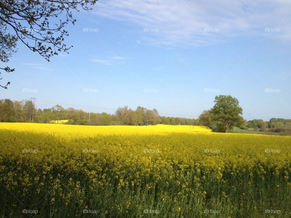 sweden sommar natur himmel by lasse
