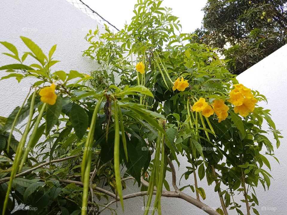 flores amarelas