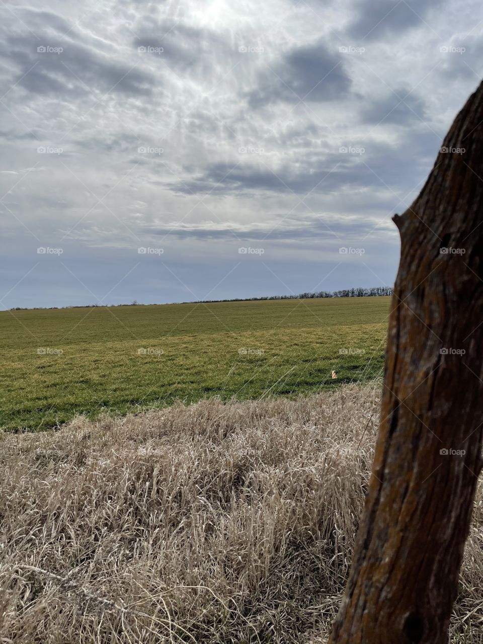 Fence post, blue sky, clouds, wheat field 