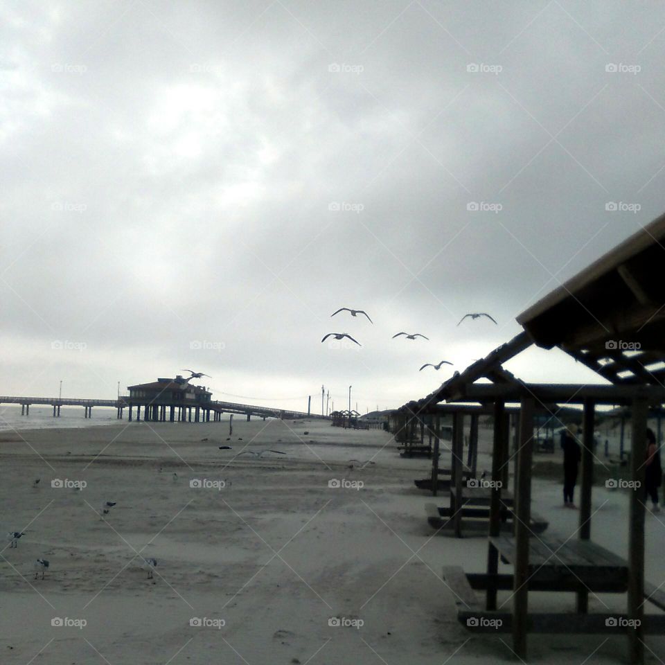 Seagulls At The Beach