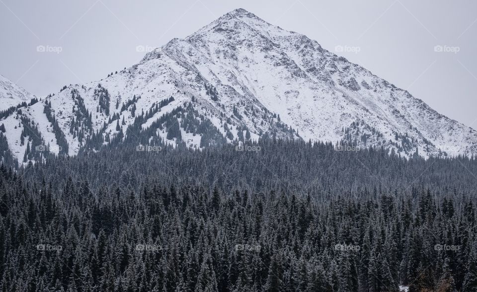 Beautiful scene of snow mountain and pine forest scape along the way to Big Almaty lake in Kazakhstan