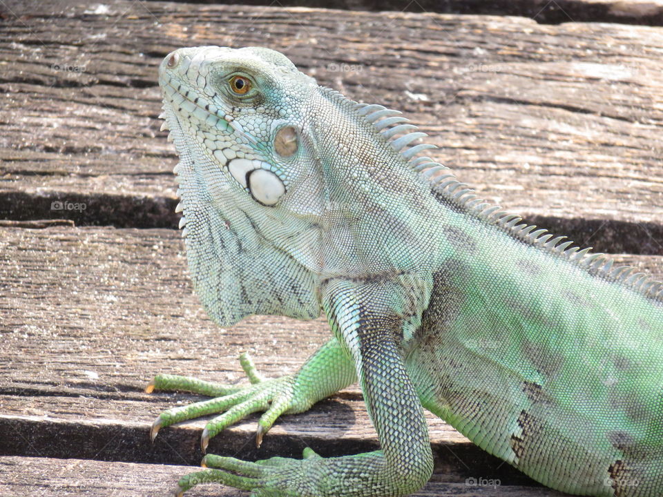 Sunning lizard 