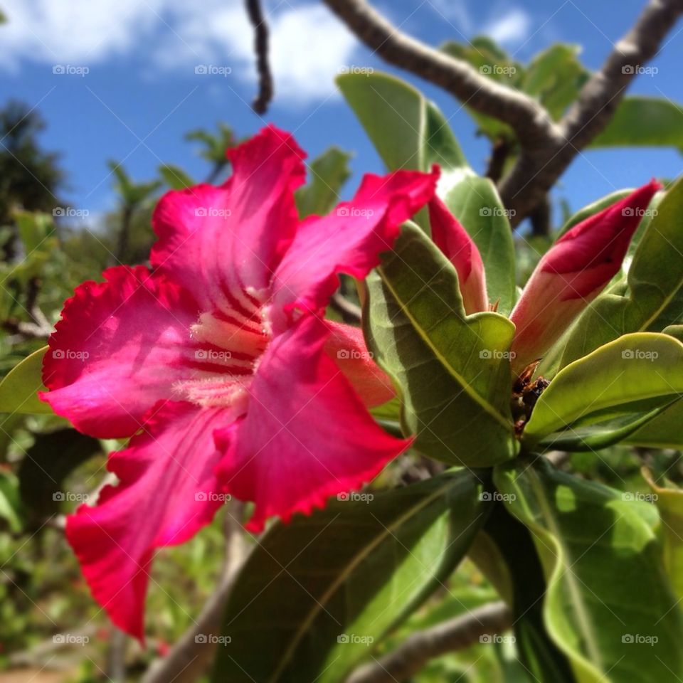 The Beautiful Flowers in Hawaii