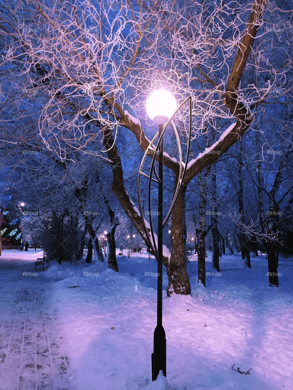 winter night