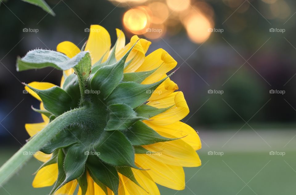 Sunrise sunflower 