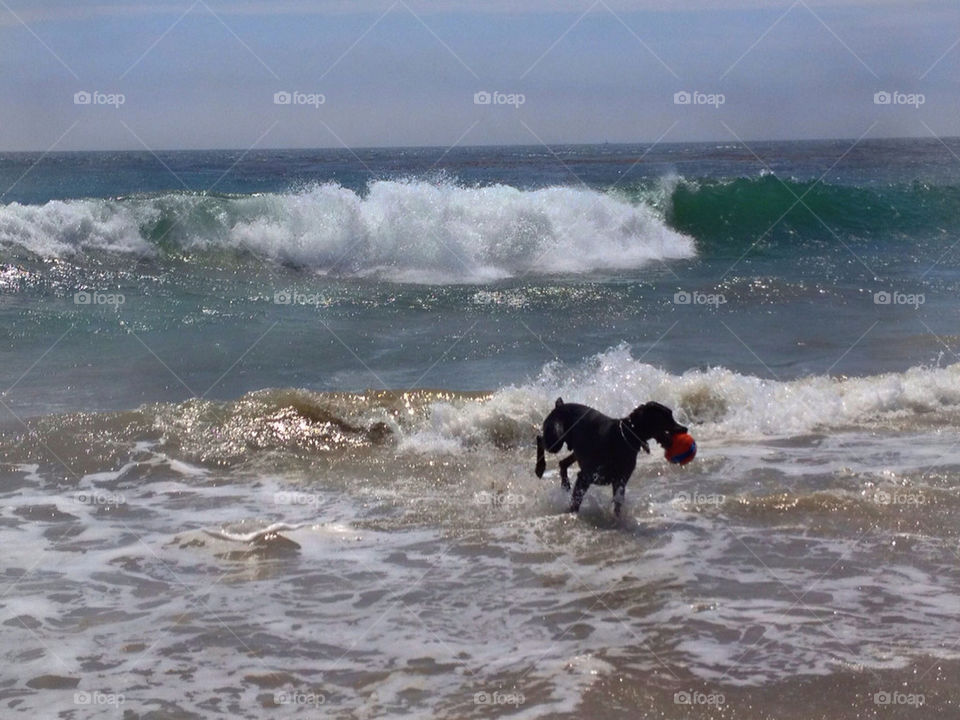 ocean happy dog fun by katers596