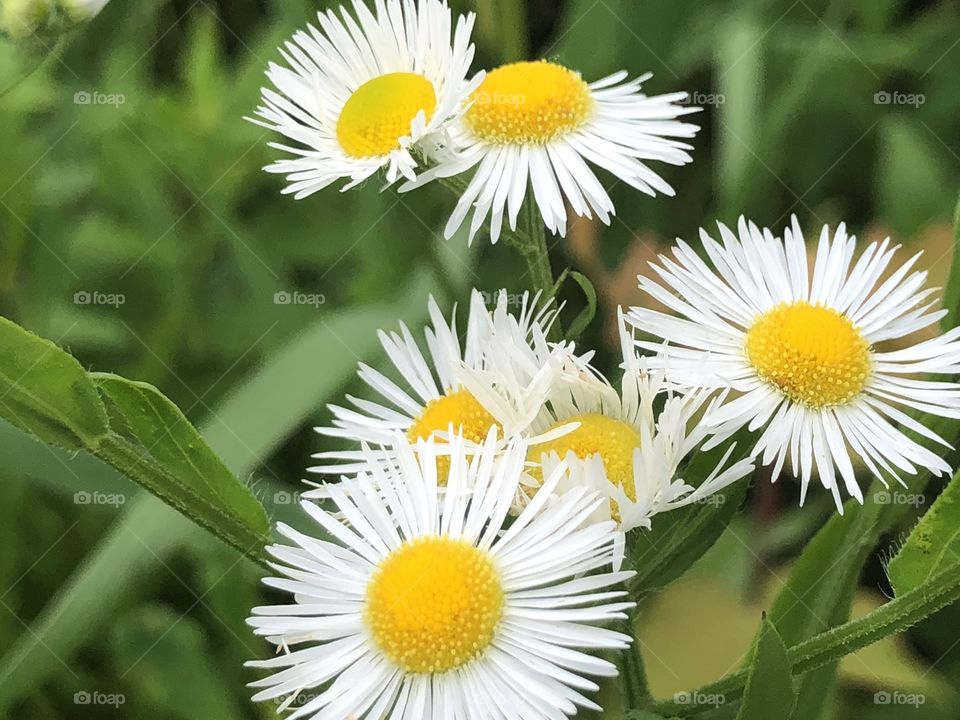 Flowers in bloom