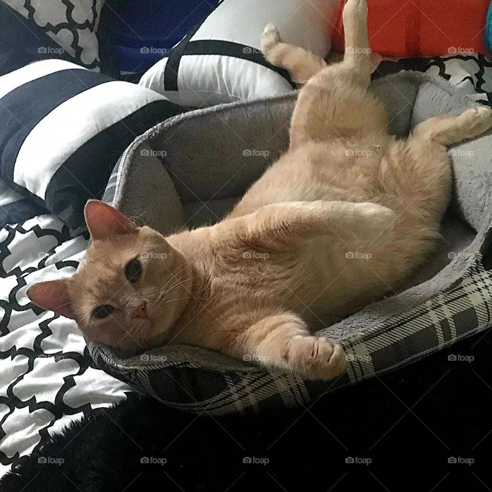 Happy cat