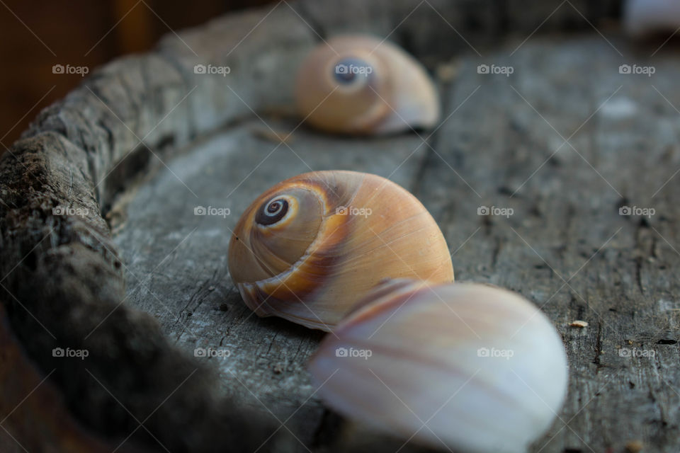 Shells