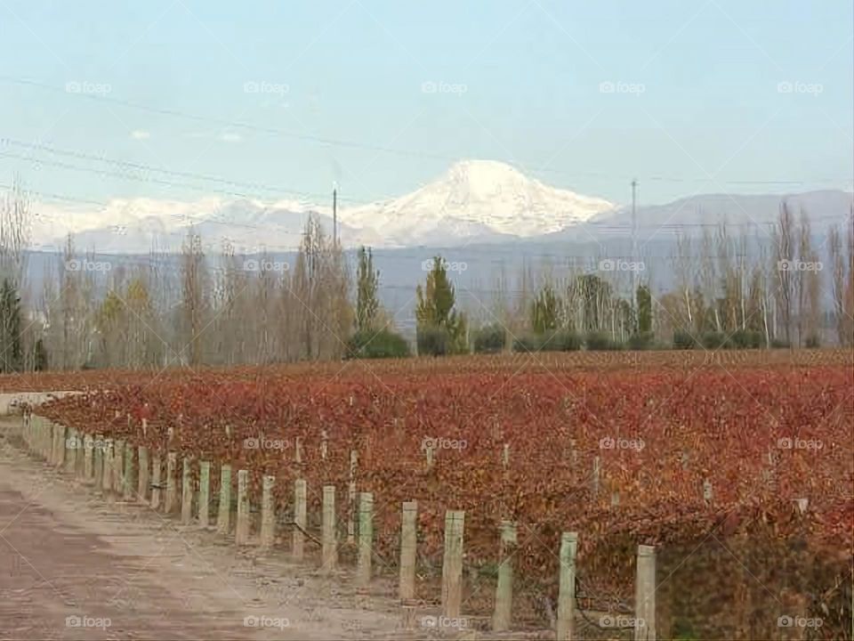 paisaje de otoño en Mendoza