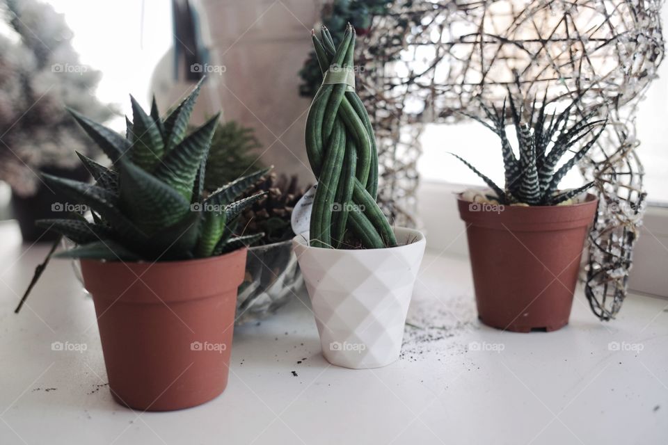 Potted cactus plants side by side