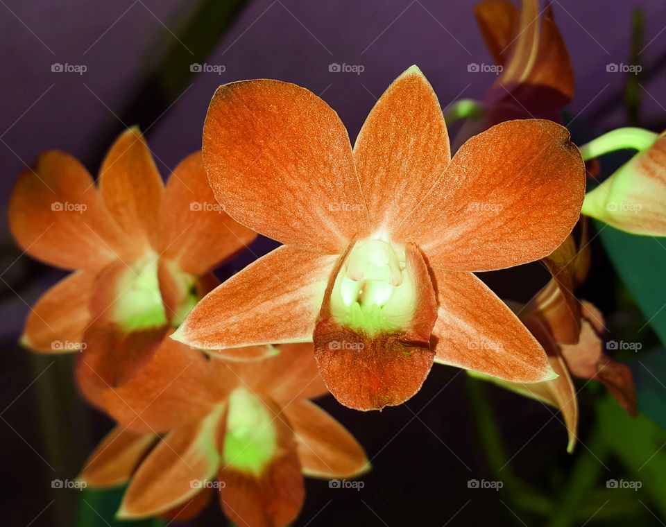 orchid