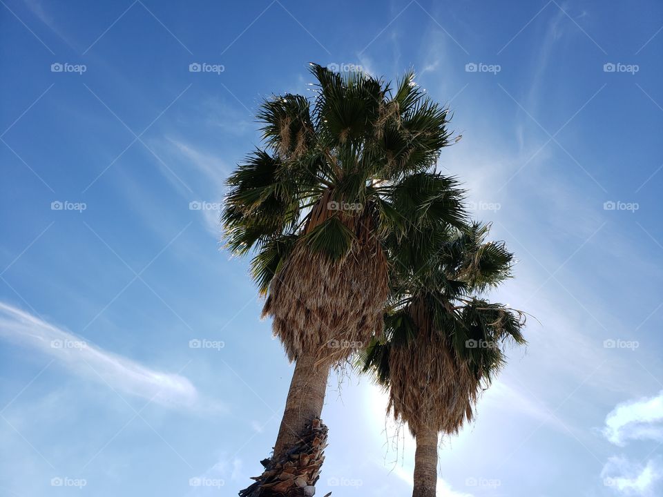 two palm trees