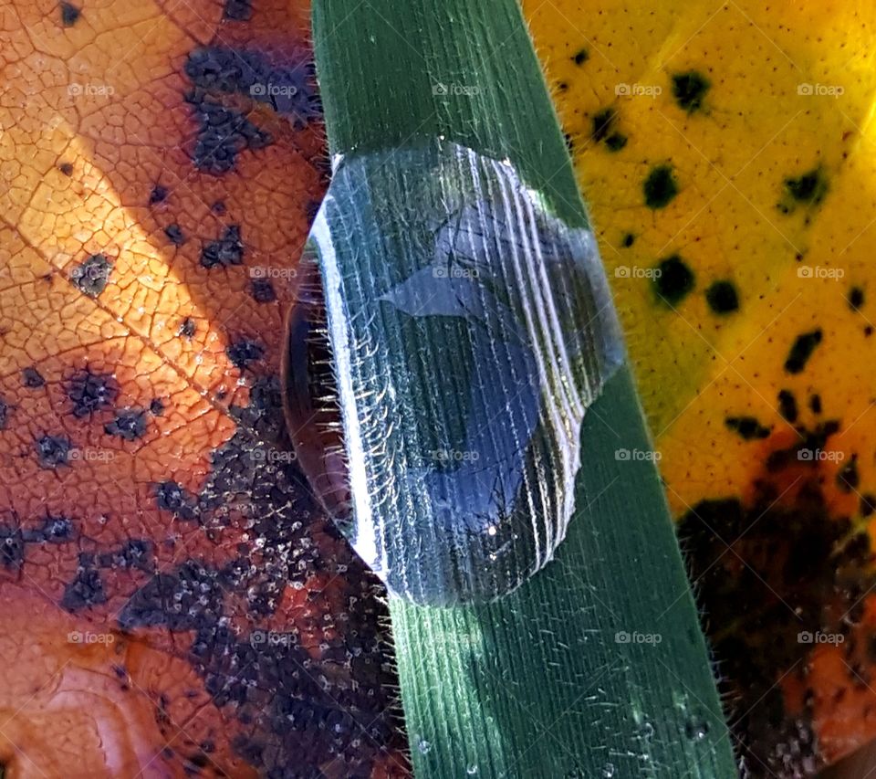 Drop of rain on the grass.