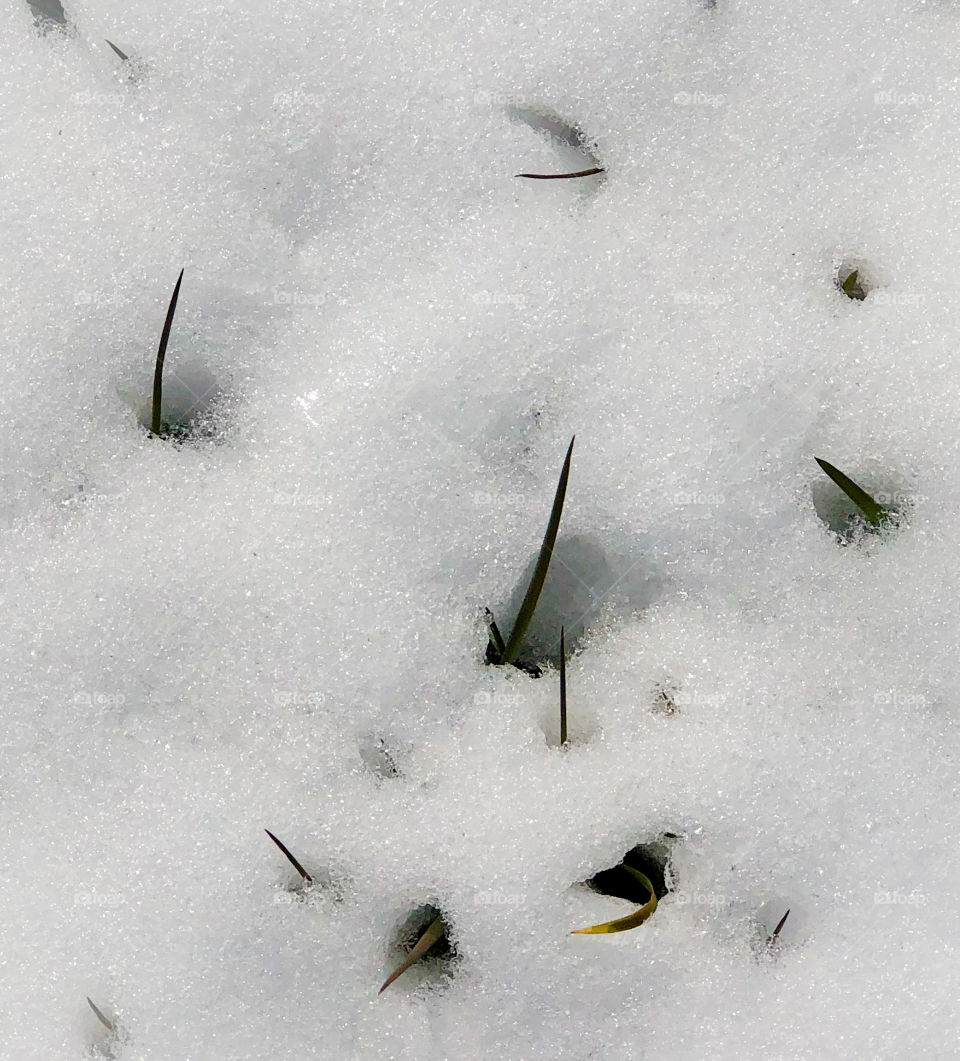 Grass peering through the snow