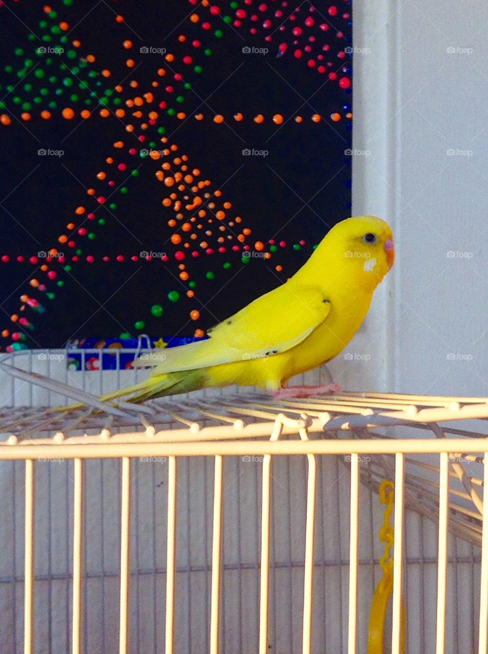 My parakeet Birdie rests on her cage after flying about my room 