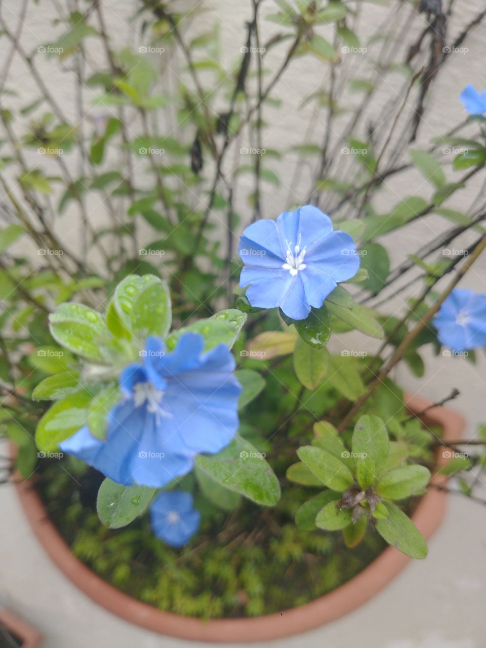 blue flower