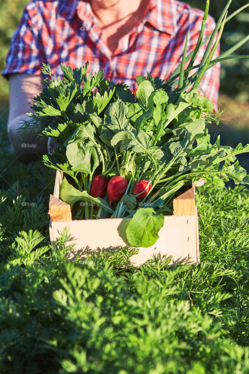 Woman working in a home garden in the backyard, picking the vegetables and put to wooden box. Candid people, real moments, authentic situations