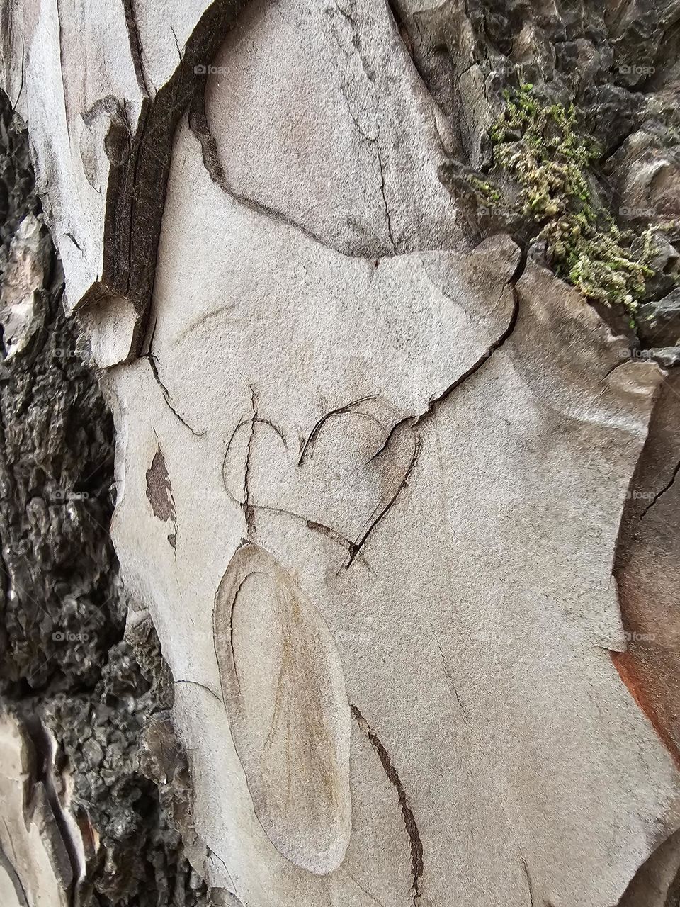 "Forever heart." A heart carved in the bark of a tree indicating forever love and affection. Romantic symbolism