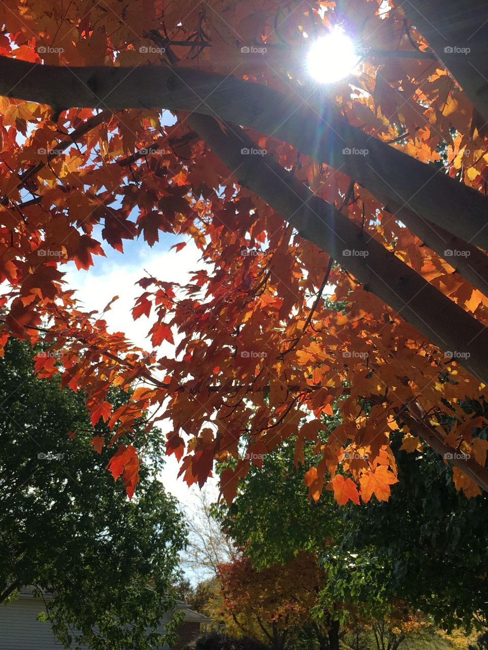 Sun shining through fall leaves 